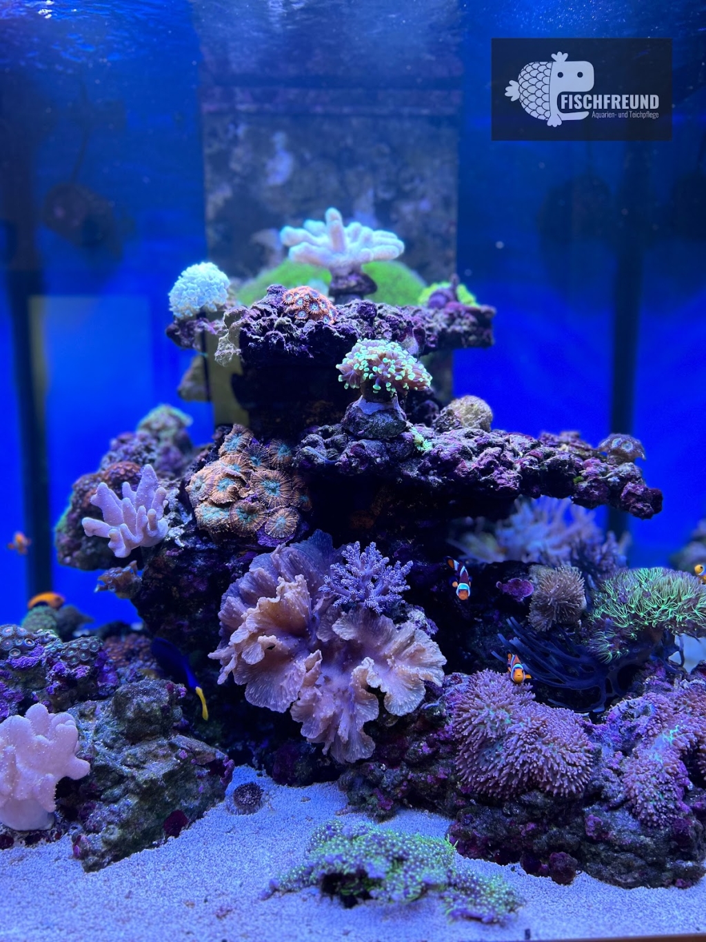 Fish Friend Aquaristics Aquarium and Pond Service