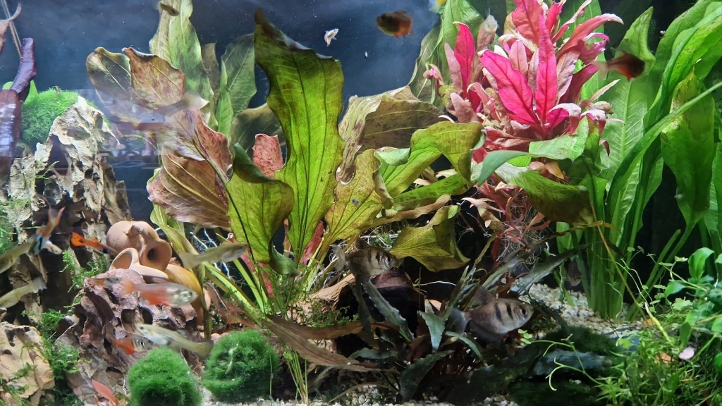 HG-AQUARISTIK the Aquarium Keeper