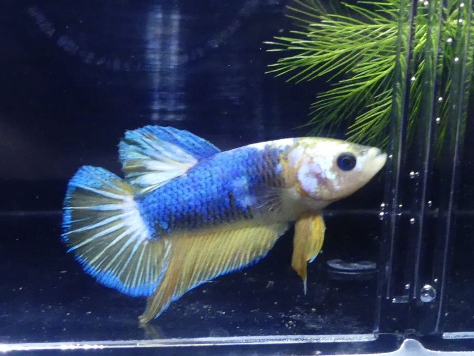 Aquarium Culture and Decoration