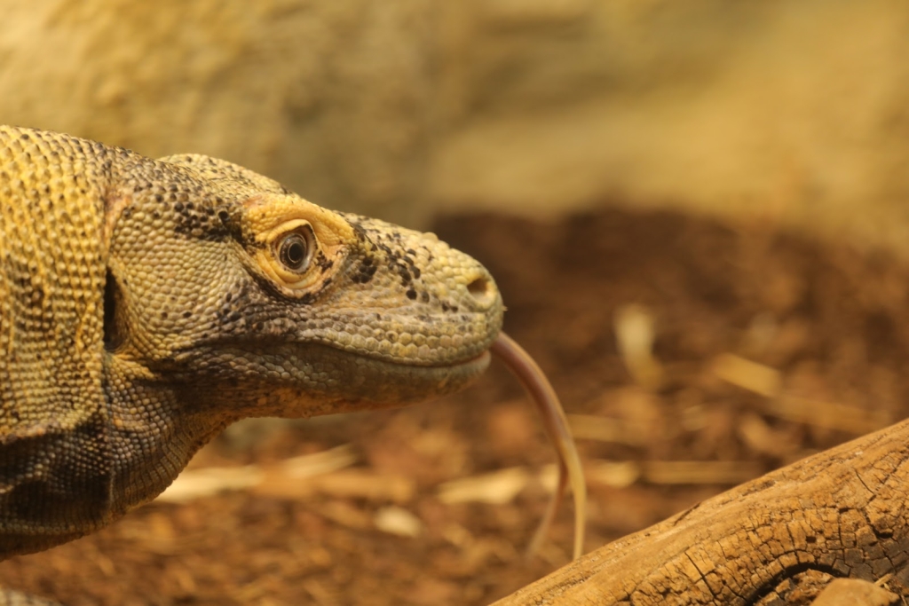 Exotarium Zoo Frankfurt