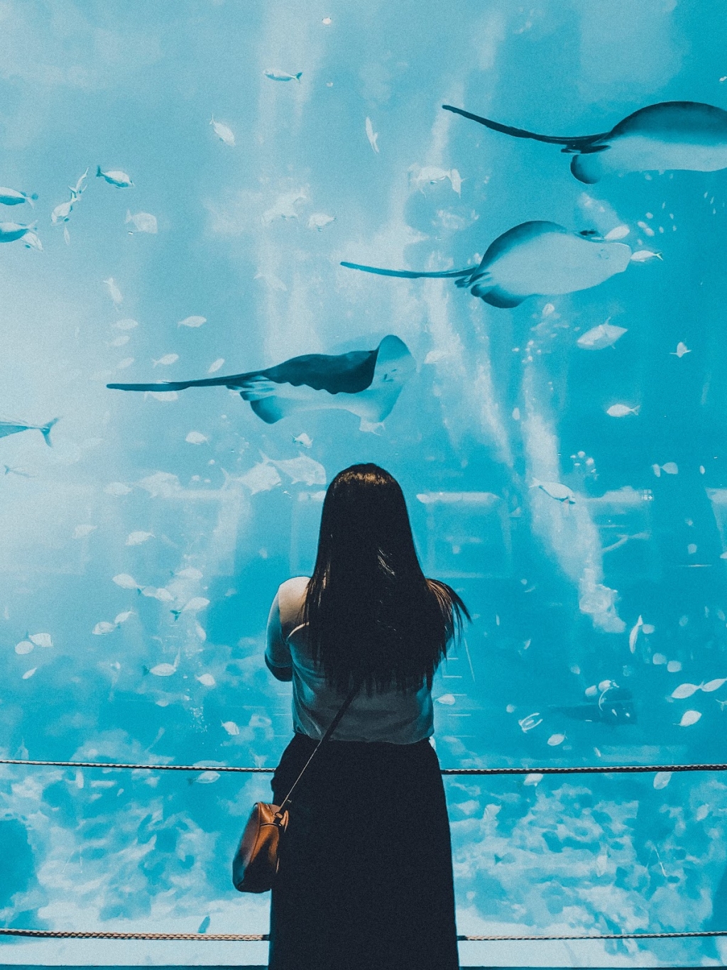Olacuario - Tienda Online de Acuariofilia