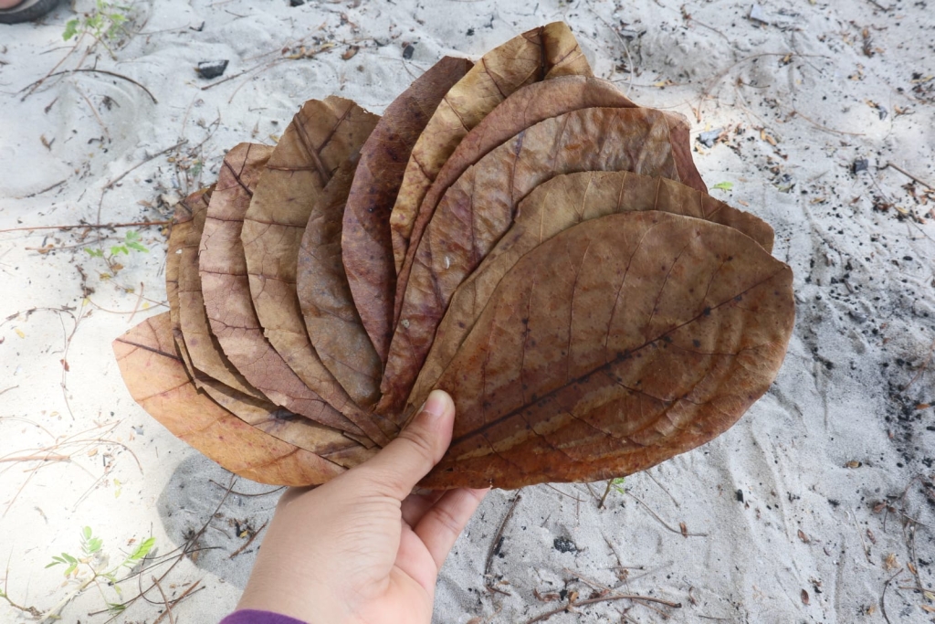 Catappa-Leaves Aquarium Products