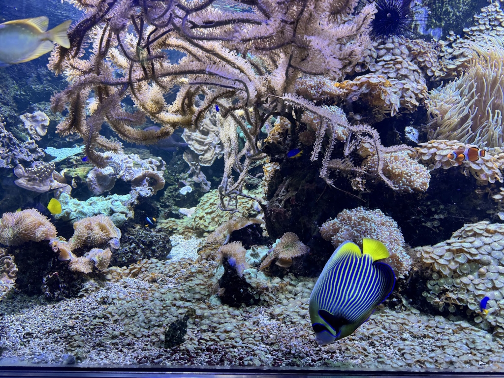 Aquarium and Terrarium Friends Freiburg e.V.