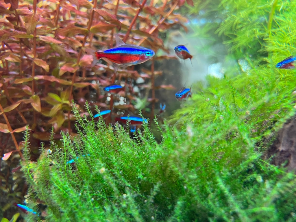 Aquaristik Pond Care (no product sales)