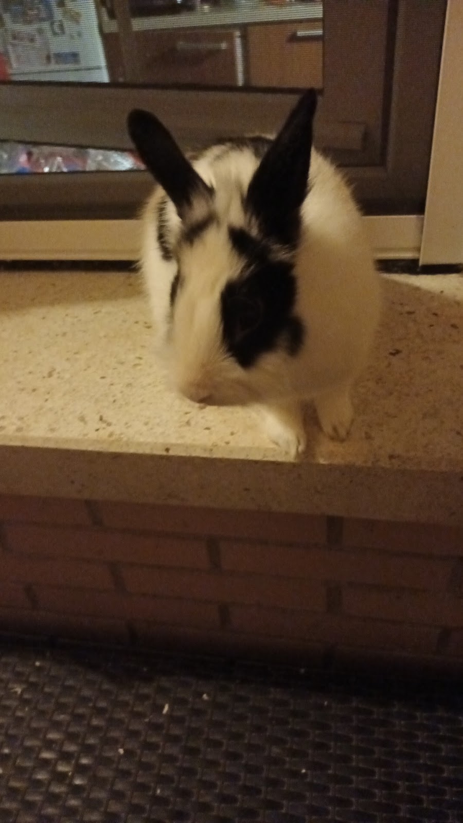 ANIMALIX