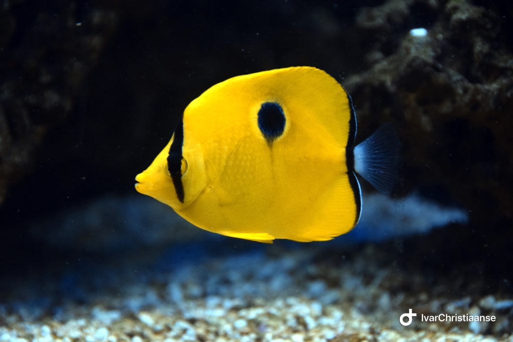 Aqua Zoo Leerdam