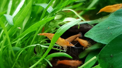 Acuario Hobby