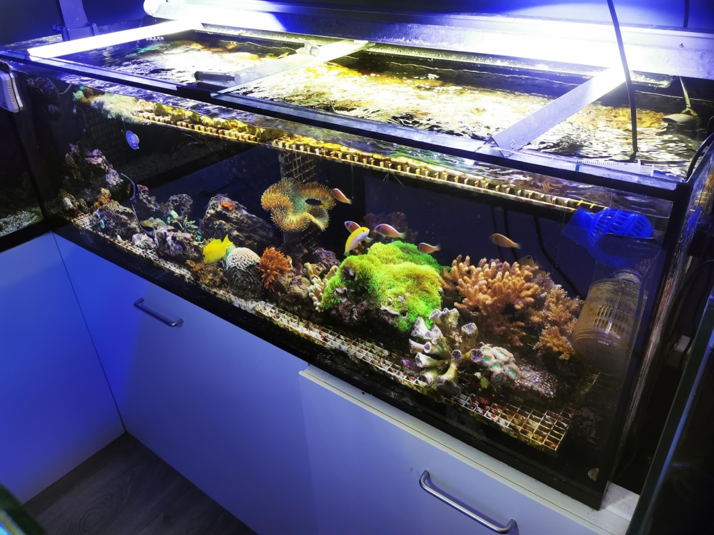 Imperator Corals