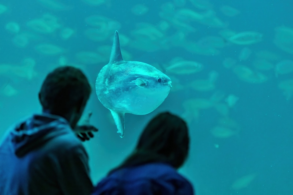 El Oceanario del Mar del Norte