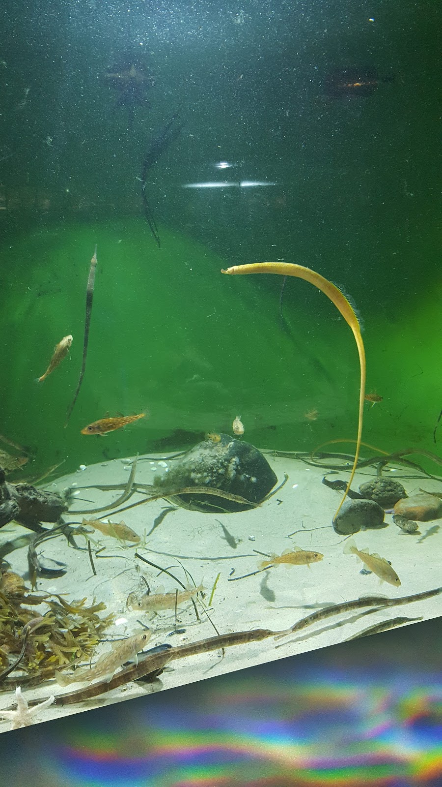Marine Biological Laboratory, University of Copenhagen
