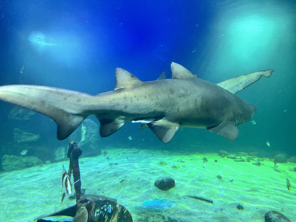 Acuario Oceanworld de Dingle