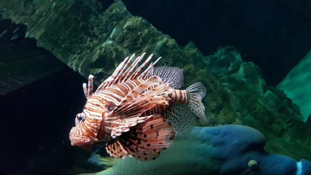 Acuario de Livorno