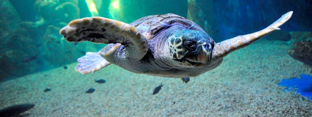 Acuario de Cala Gonone