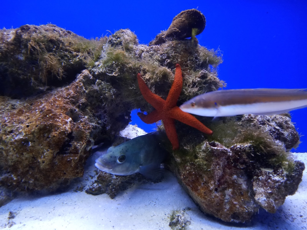 Acuario de Salento