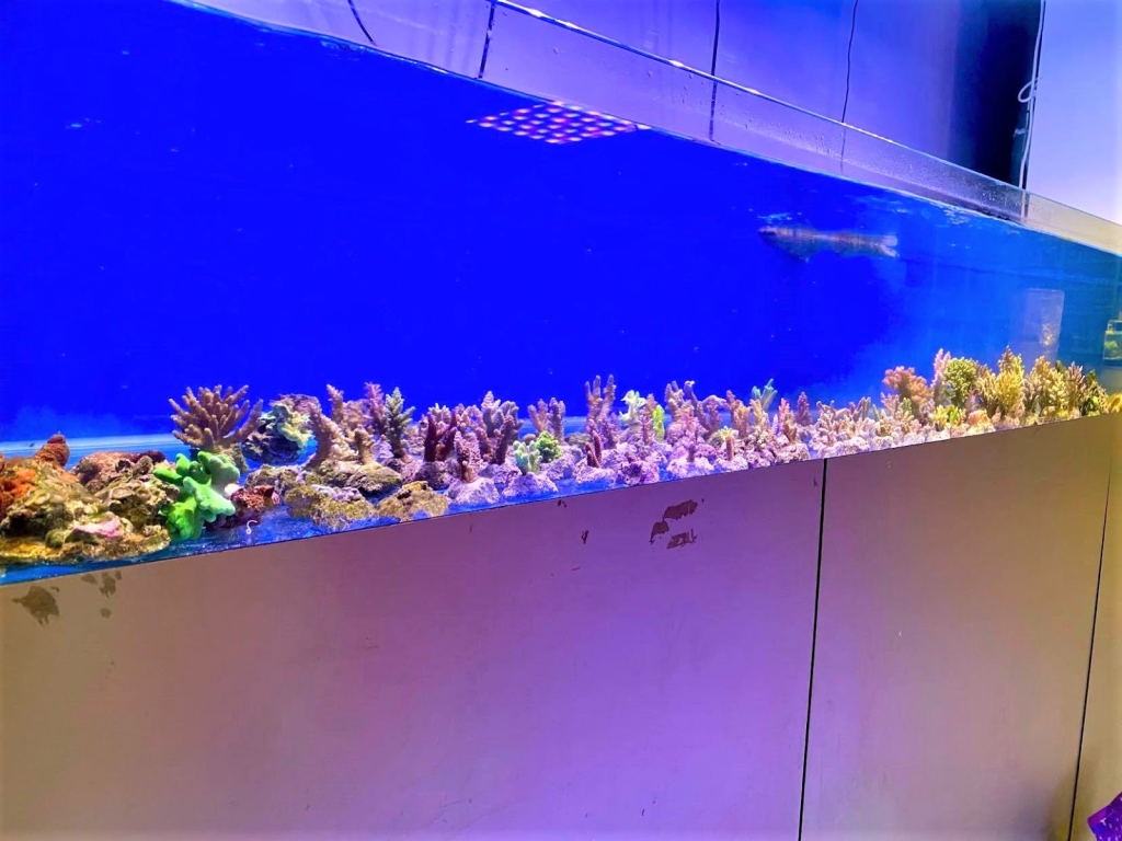 Acuario de Angri