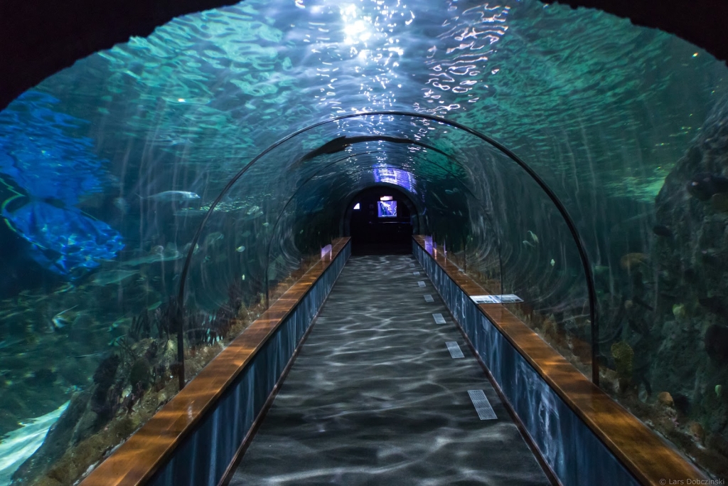 Acuario