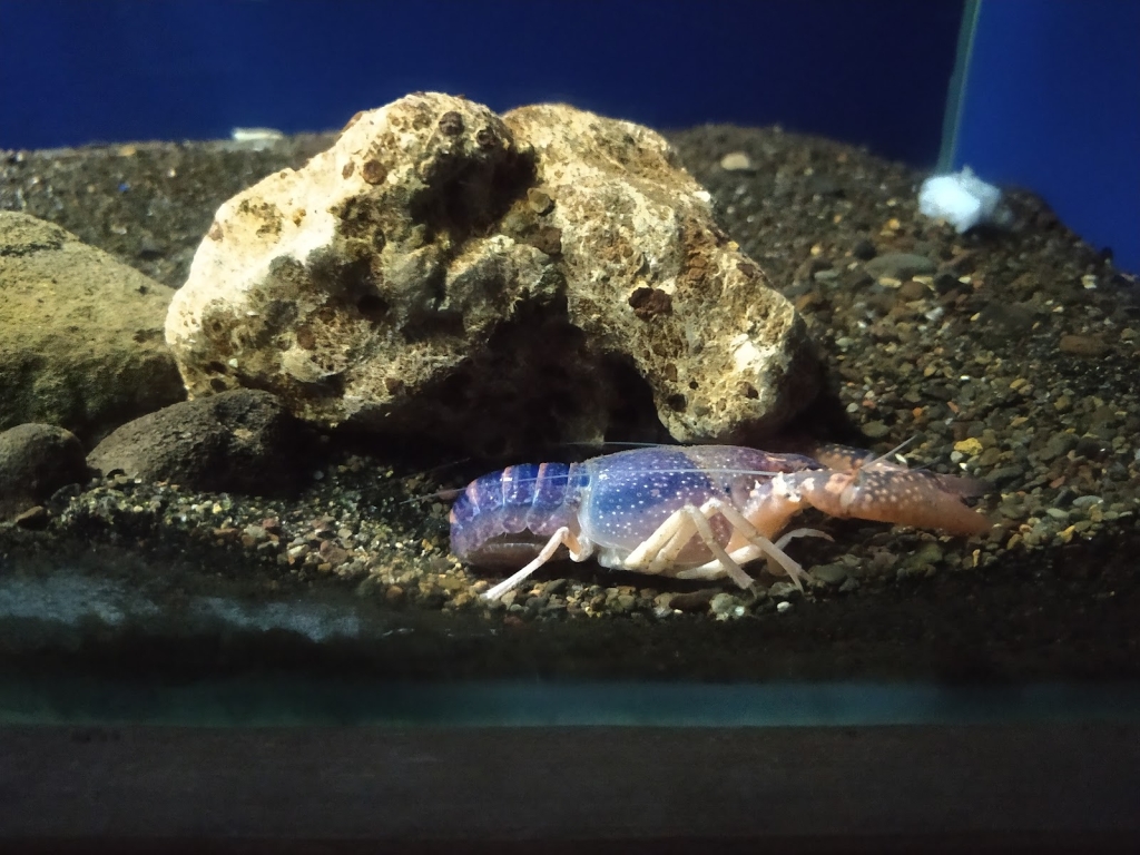 Acuario de Bolsena