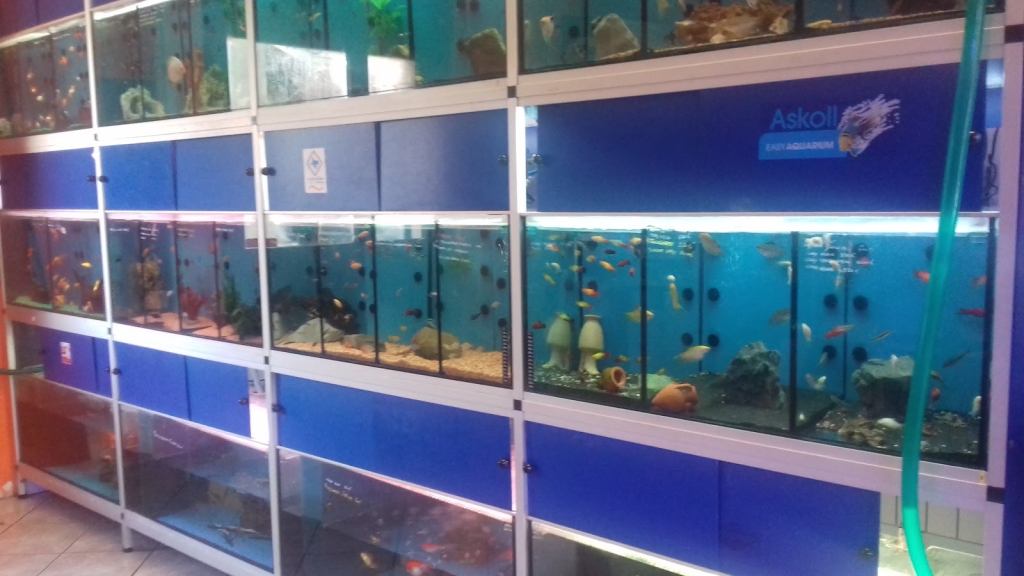 Acuario Caber