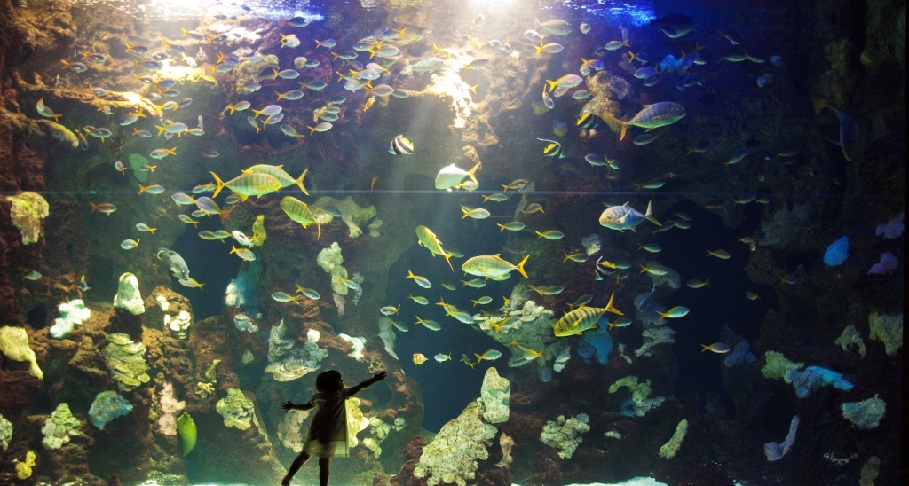 Acuario
