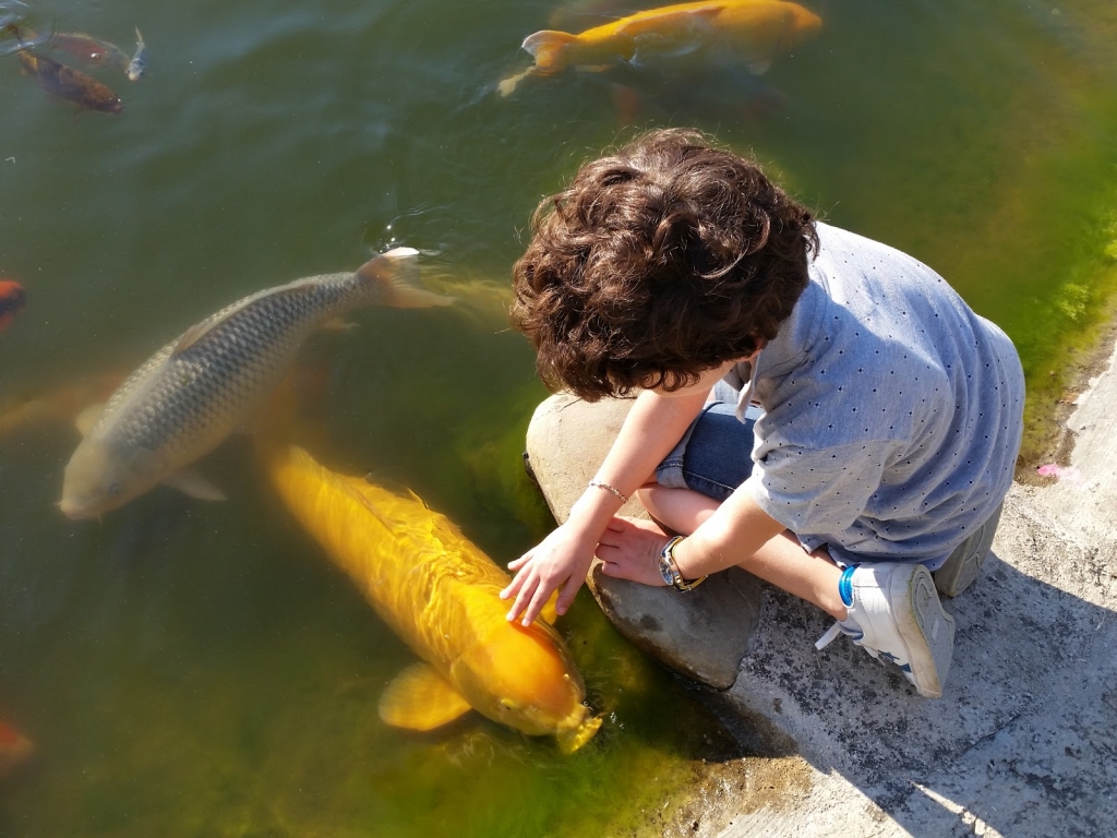 Luca Ceredi Koi Farm