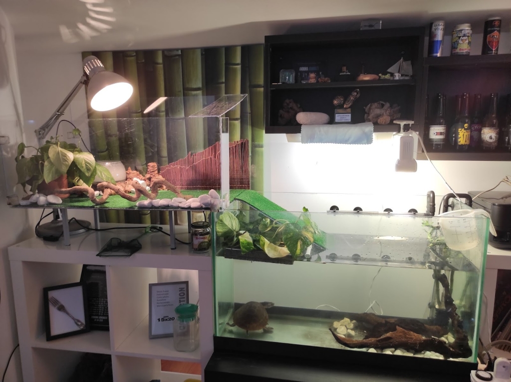 EticoReptiles - Store for Turtles and Tortoises