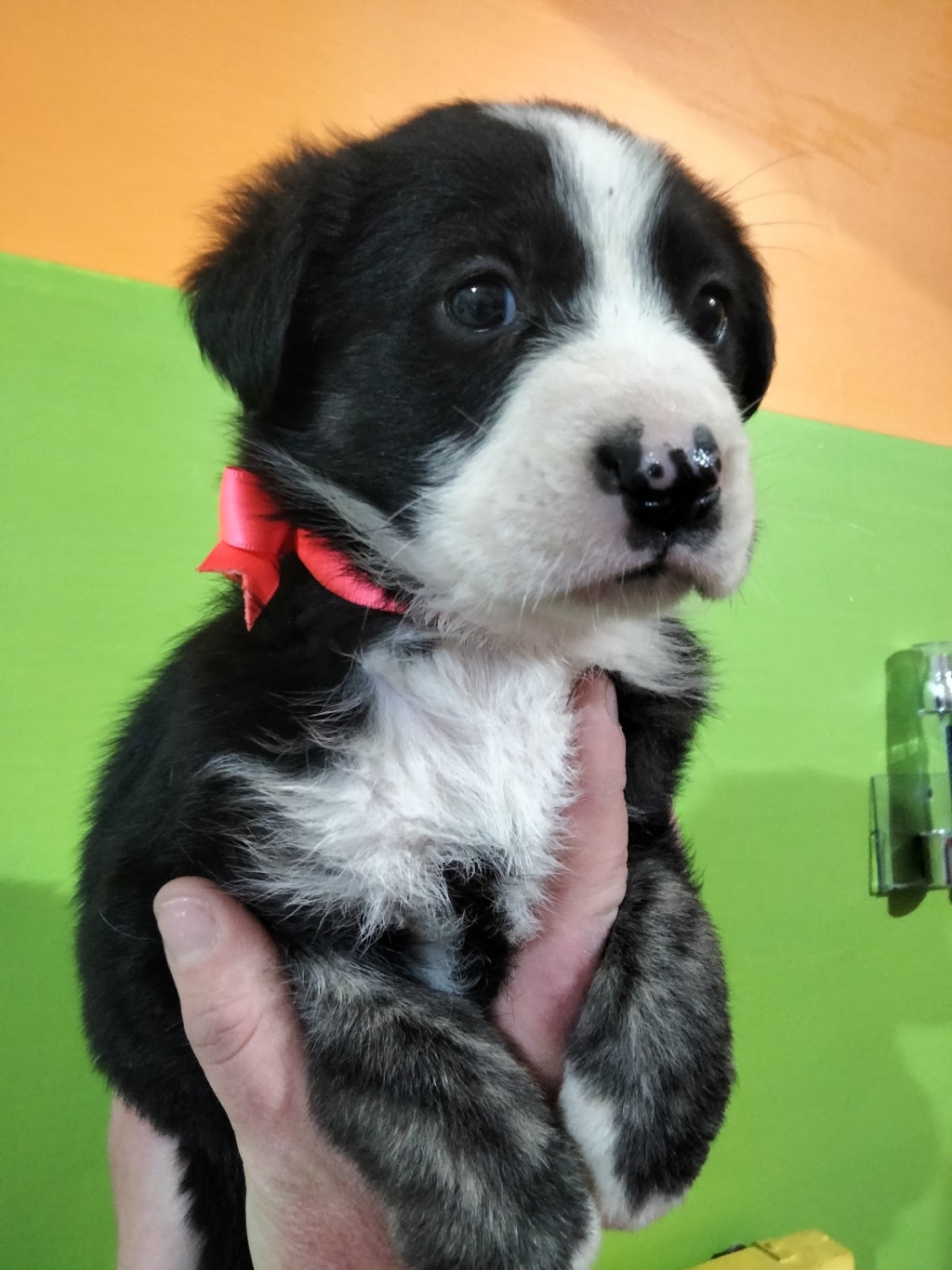 The World of Animals