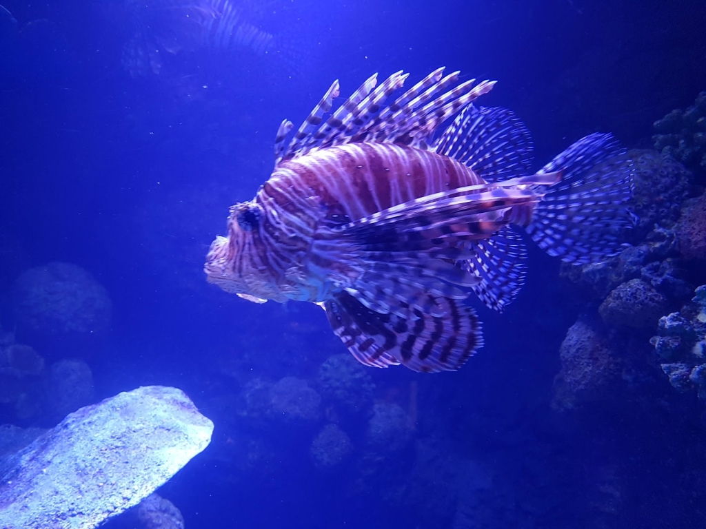 Acuario de Cairns