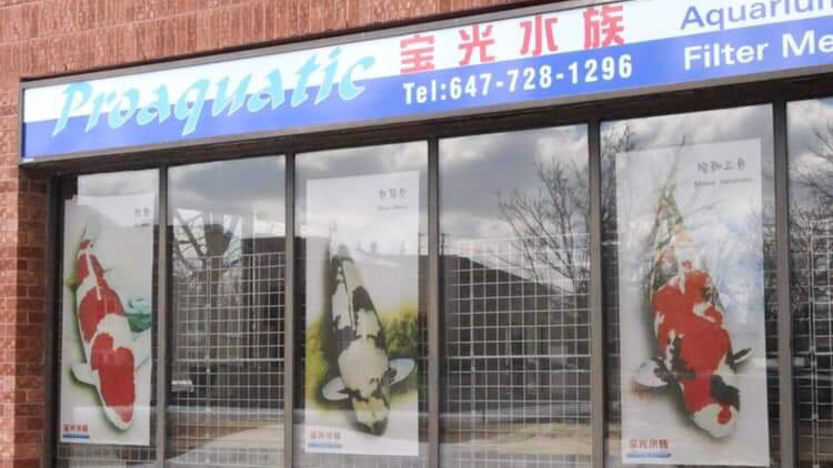 Acuario Vquatics - Koi japoneses | Pez de colores | Peces tropicales