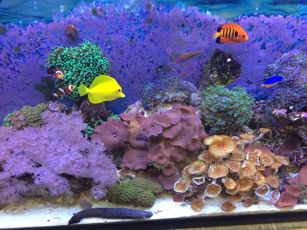 Servicio de Acuario Toronto