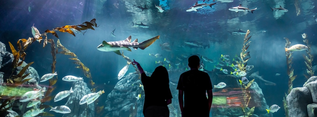 Michin Aquarium CDMX
