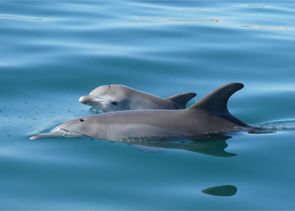 Centro de Descubrimiento de Delfines Bunbury