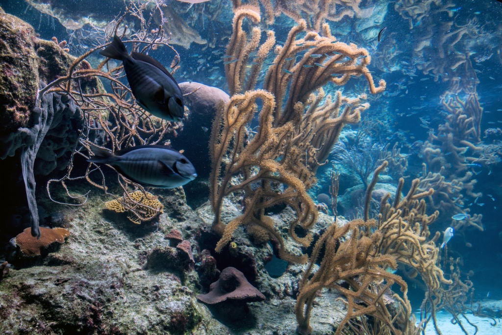 Acuario de Arrecife de Coral Xcaret