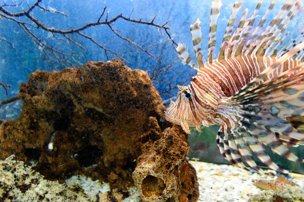 Acuario Tecolutla