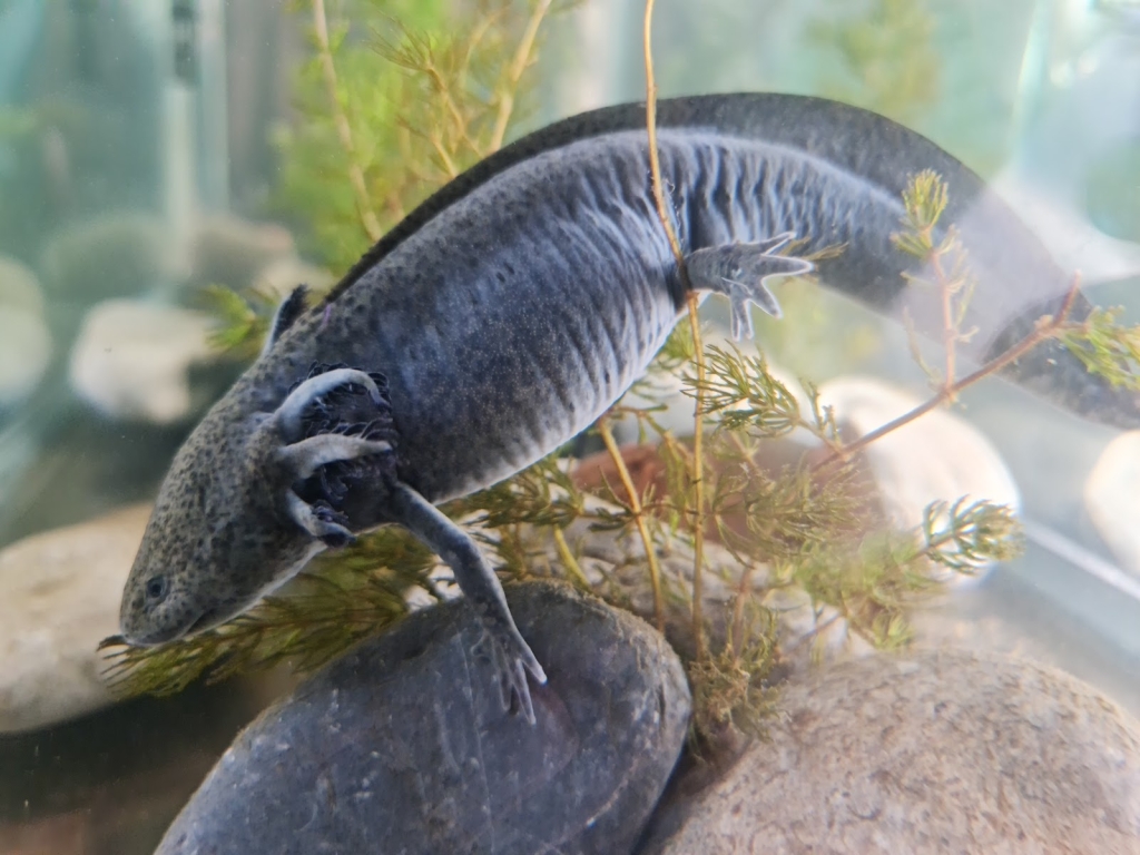 Axolotl Museum