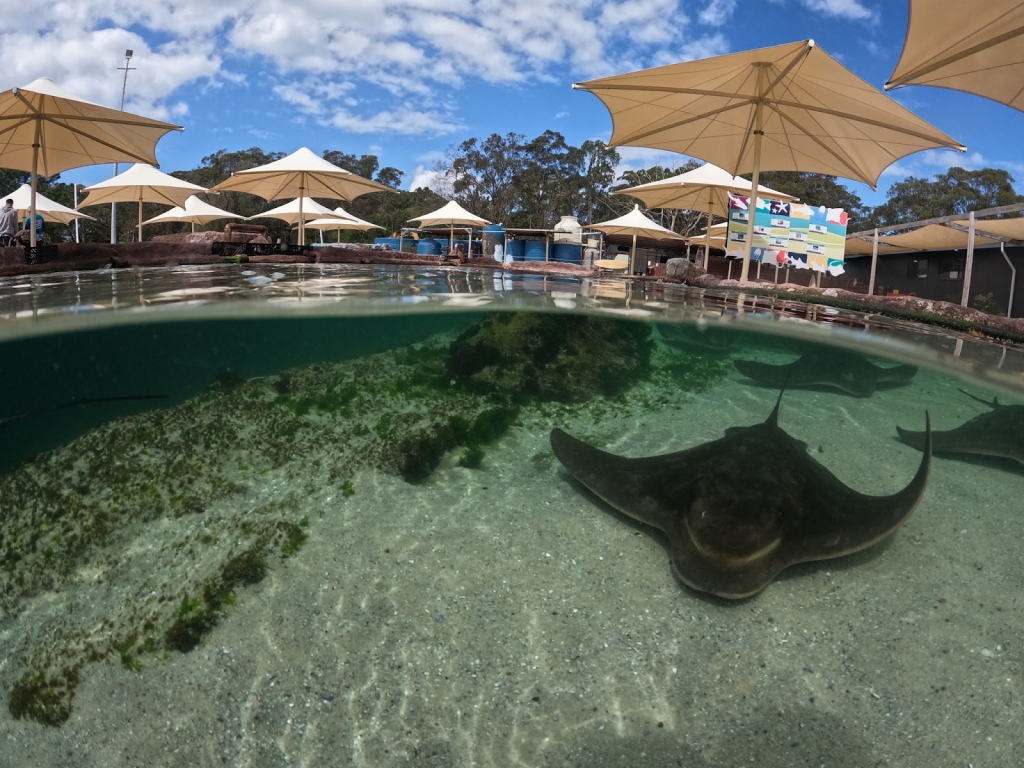 Encuentros con Tiburones y Rayas Irukandji