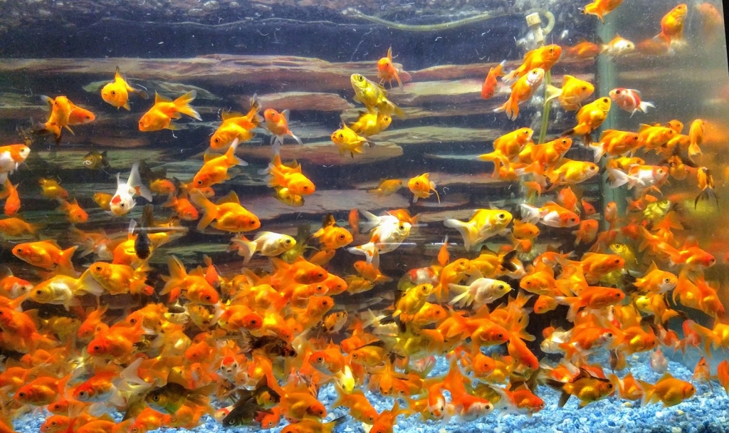 Life Aquarium Morelia