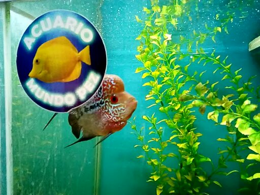 FISH WORLD Aquarium