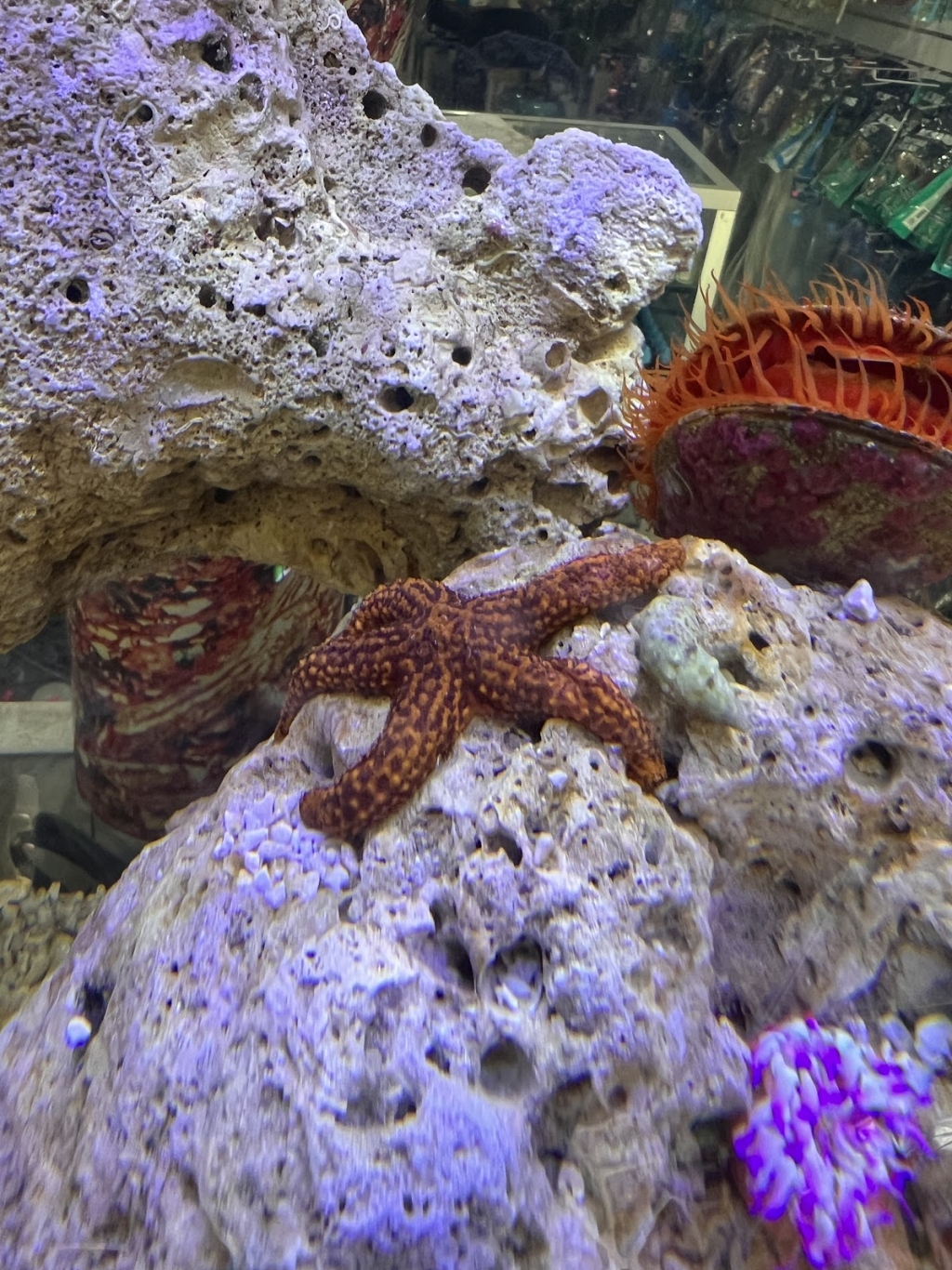 Acuario Humahuaca