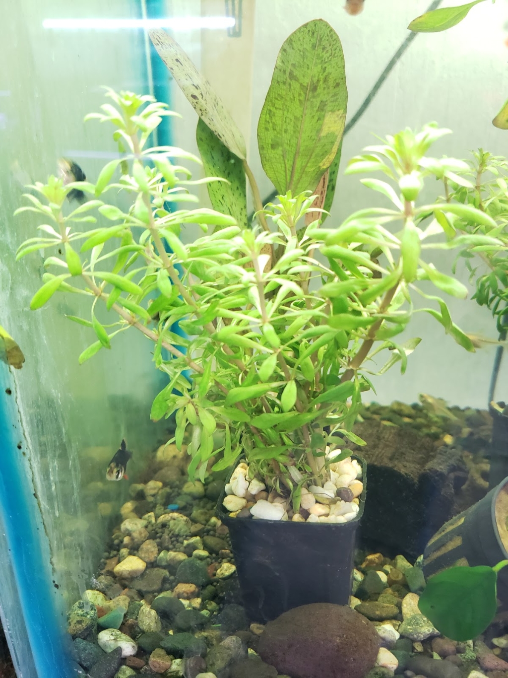 Acuario Maryluz