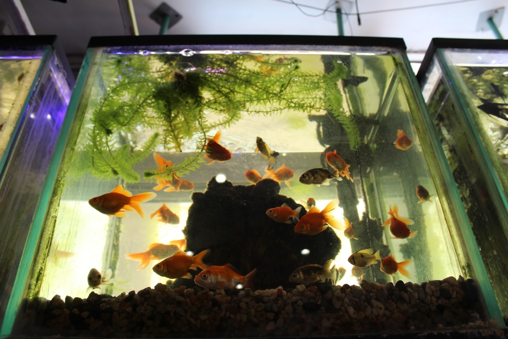 Hobbisimo Veterinary and Aquarium