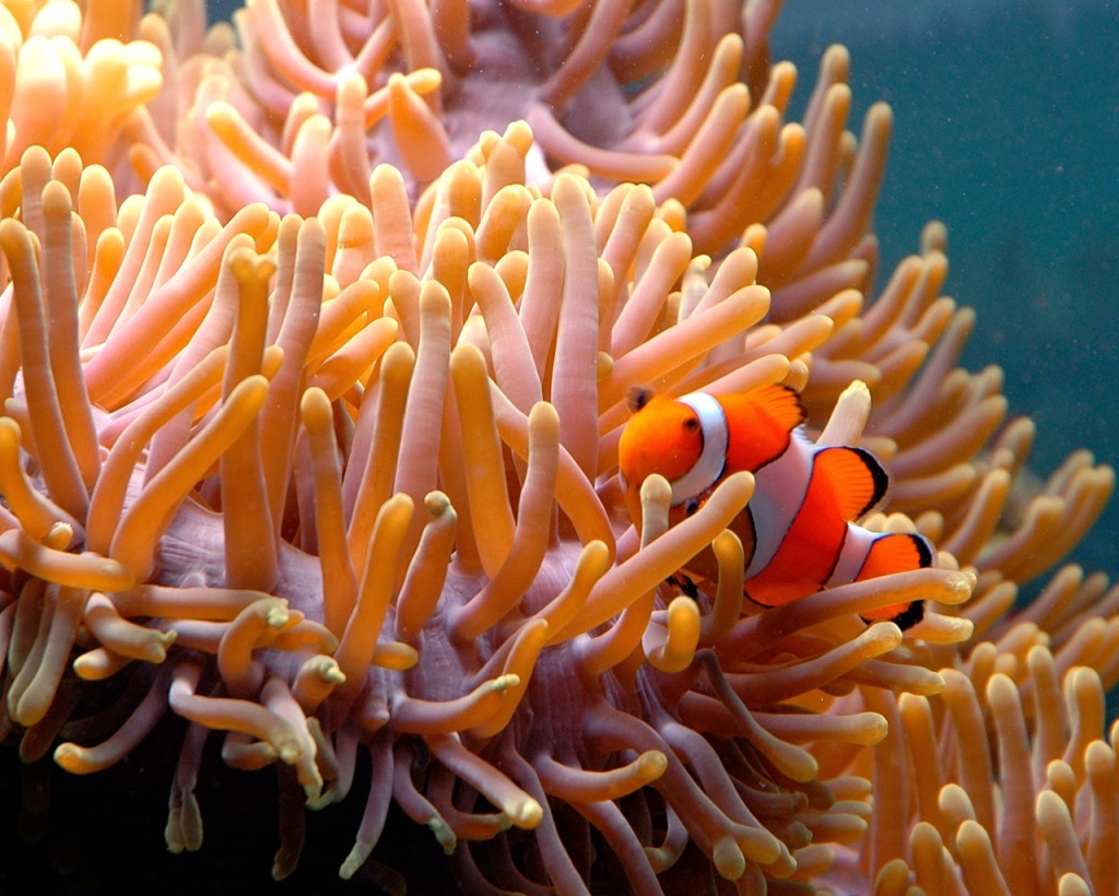 Acuario de la Gran Barrera de Coral