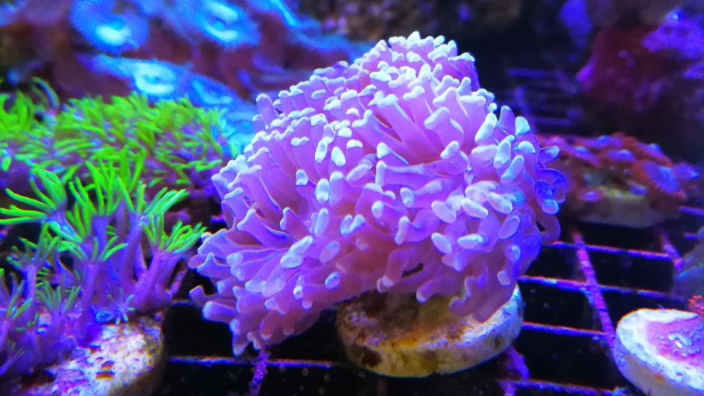 Acuario AUIC