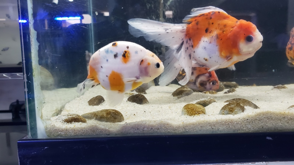 AquamarTJ