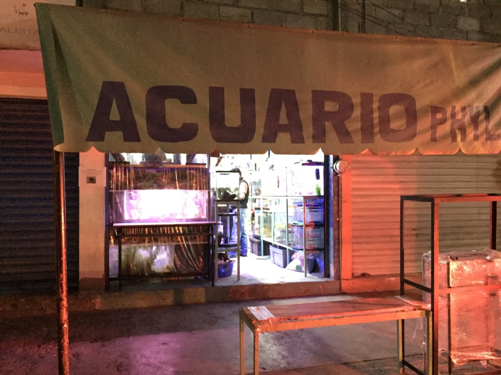 Acuario Phylos