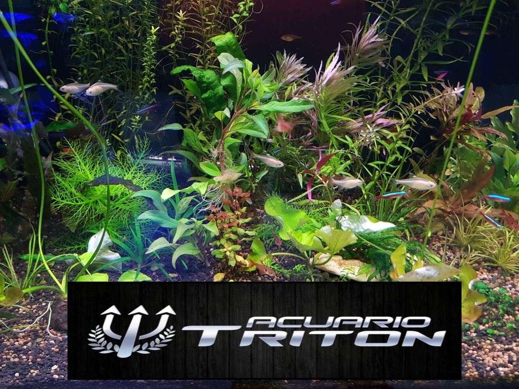 Acuario Triton