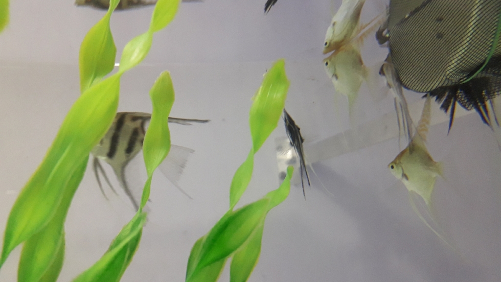 Amazonian Aquarium