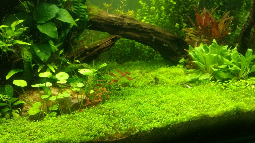 Pez y Jardín