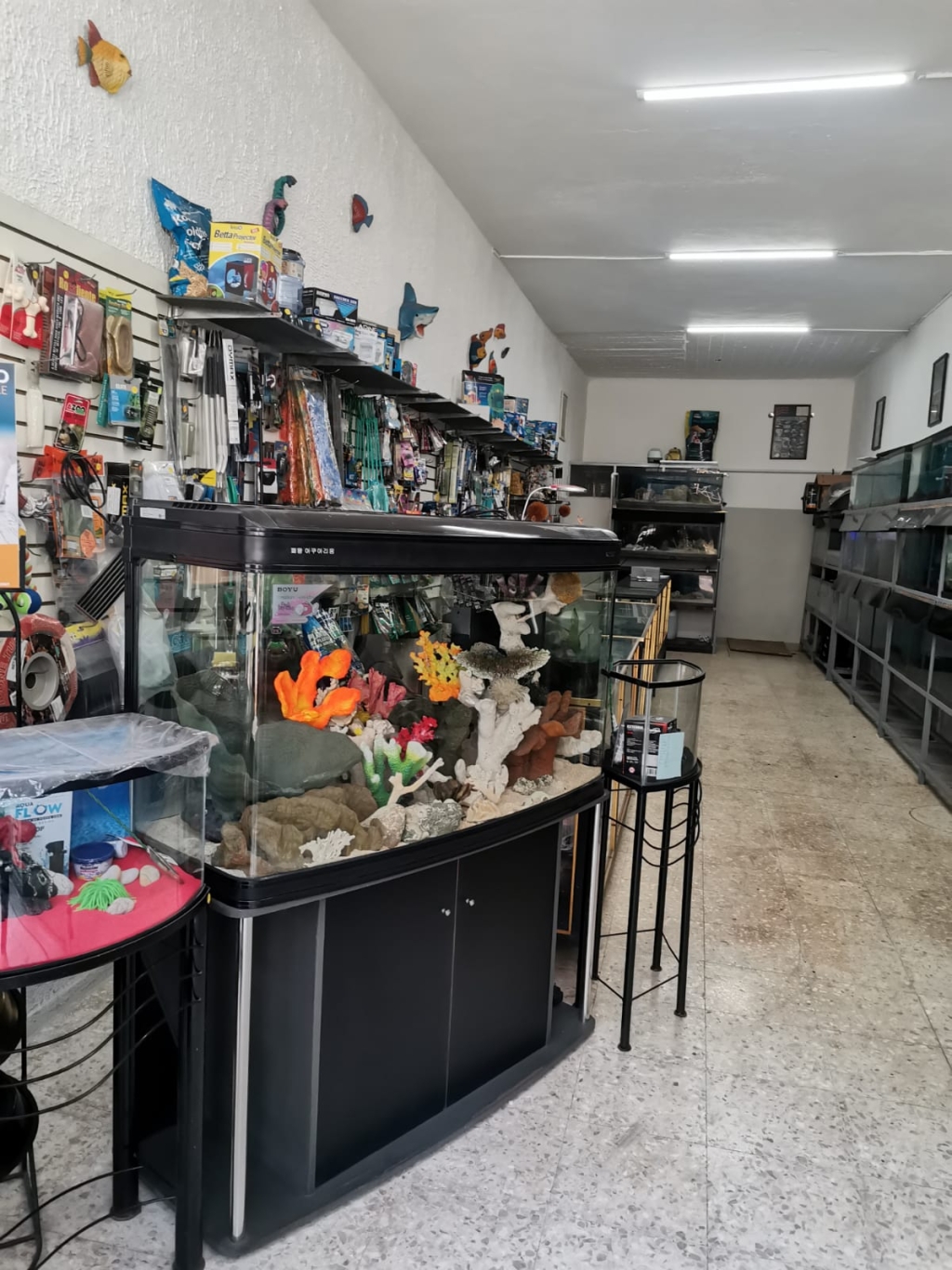 Acuario Gallery Fish