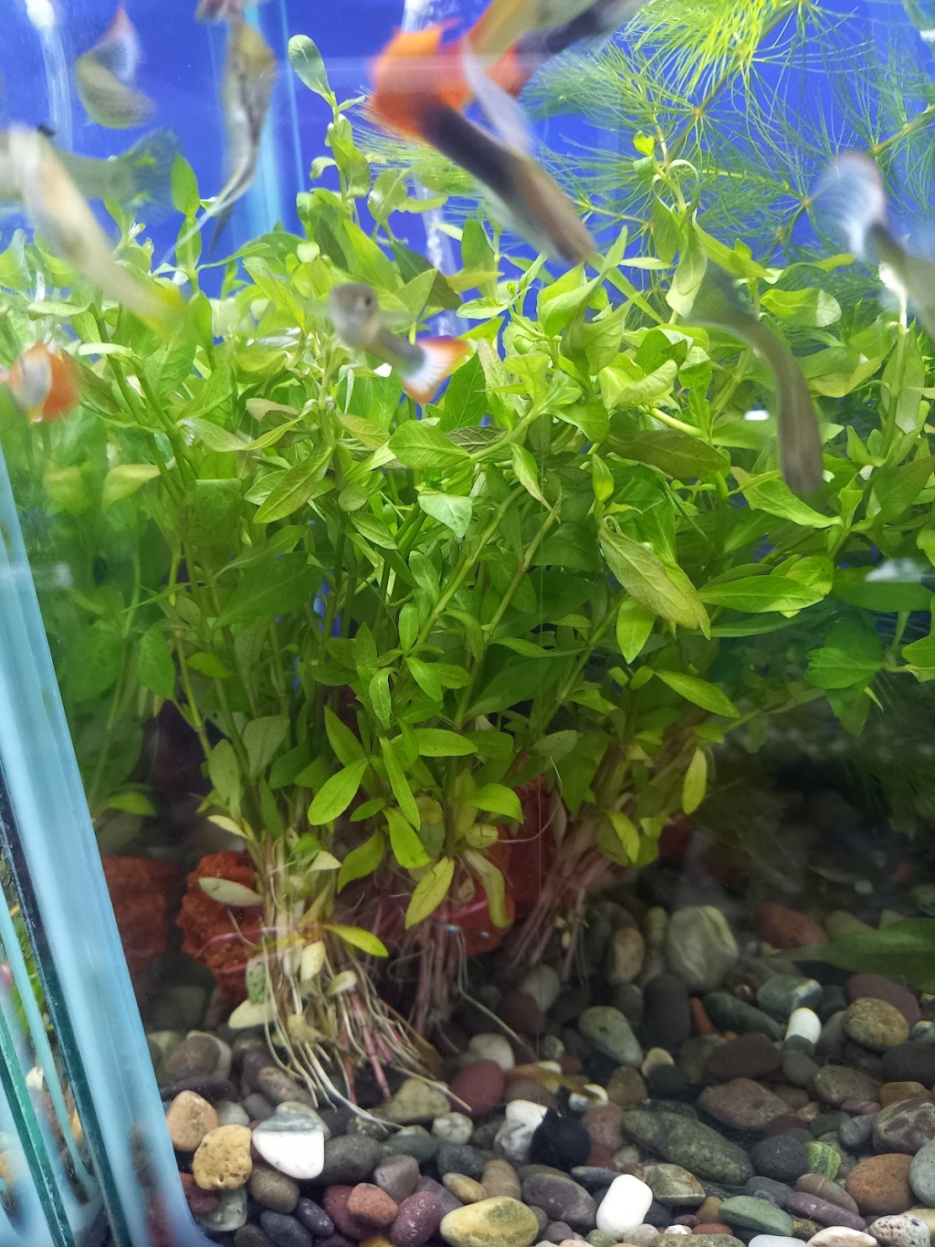 Acuario alquimista