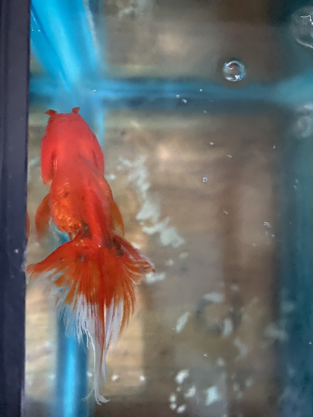 Acuario NORED